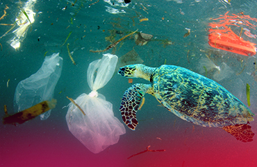 Pet Şişeler ve Plastik Atıklar Doğaya Ne Kadar Zarar Veriyor?