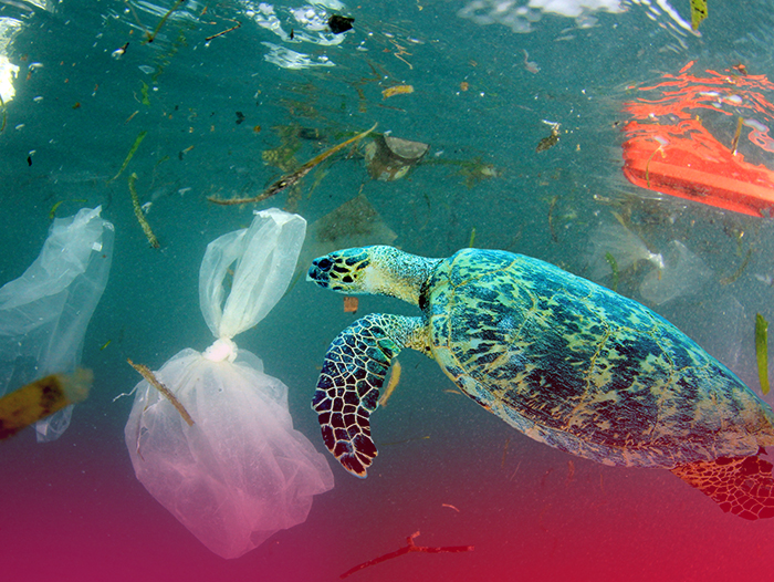 Pet Şişeler ve Plastik Atıklar Doğaya Ne Kadar Zarar Veriyor?