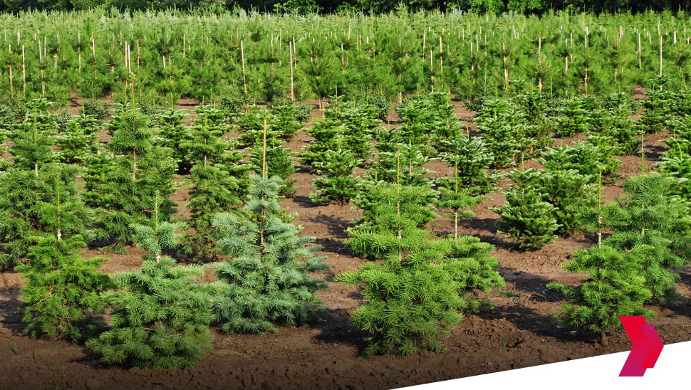 Hedef 1,2 Milyon Fidan: ‘Sıfır Karbon Ayak İzi Ormanları Projesi’ne Ödül